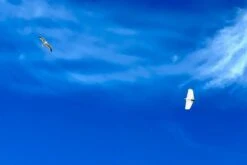 Dream-Flight Weasel-Trek 90cm -Kids Toys Shop dream flight weasel trek 90cm 50