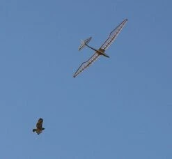 Micro Bird Of Time 1.2m -Kids Toys Shop micro bird of time 1 2m 45