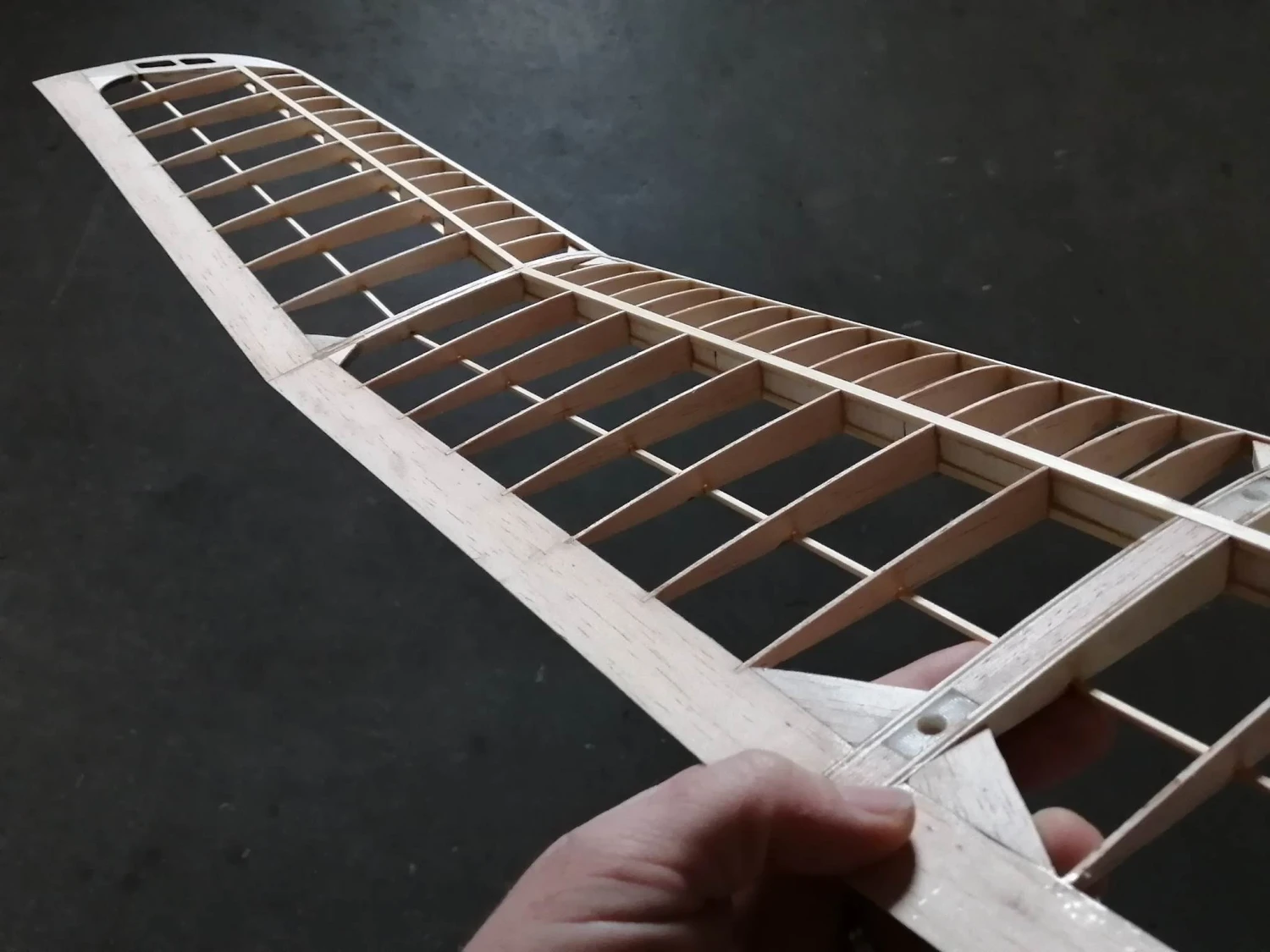 Mini Kiwi 1.33m 14 Mini Kiwi 1.33m - Image 12